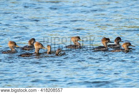 Non-breeding Male Hooded Mergansers In Canaveral National Seashore.