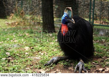 Cassowary Is One Of The Few Ancient Birds That Still Exist On Earth