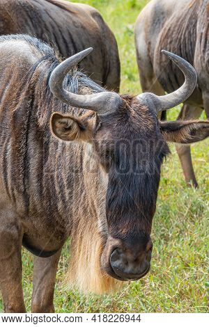 Vertical Close Up Of A Gnu At The Ngorongoro Consevation Centre, Crater, Tanzania