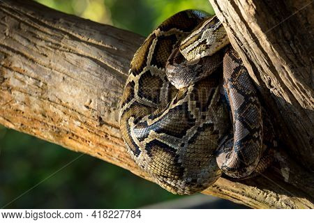 Close-up Reticulated Python Or Malayopython Reticulatus Curl Oneself Up On A Wooden Branch With Copy