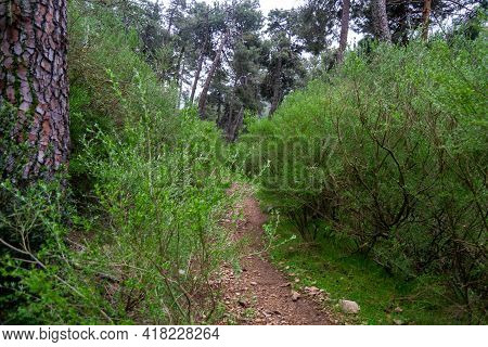 Mountainous Landscape With Pine Trees And Abundant Fog In The Environment From The Mountain Of El Es
