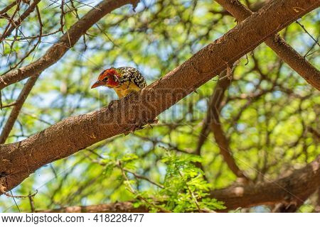 Colorful Red-and-yellow Barbet Sitting On A Branch, Copy Space Selected Focus