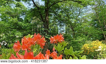Kiev, Ukraine. May 5, 2018 Mollis Azalea Flowers In Fomins Botanical Garden In Kiev In Spring