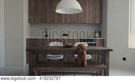 Cute Little Brown Poodle Sitting On The Bench In The Modern Scandinavian Style Kitchen, Interior