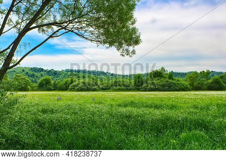Nature Landscape With Flowering Meadow Of White Wild Growing Narcissus Flowers. Narcissus Valley In 