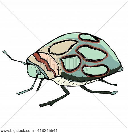 Insect Vector Illustration. African Bug Picasso. Hand Drawn Illustration.