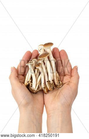 Mushrooms In Hands On A White Background. Honey Mushrooms In Hands Close-up.