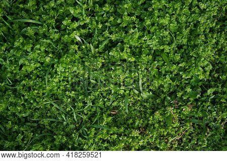 Green Grass Texture Background. Flat Lay. Outdoor, Spring.