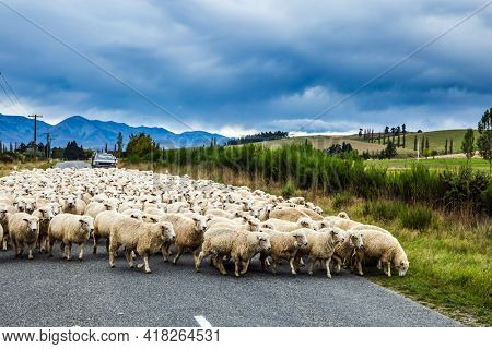  The South Island of New Zealand. Huge herd of sheep crosses the road. White thin fleece from New Zealand is highly regarded in the world market. The concept of active, environmental and photo tourism