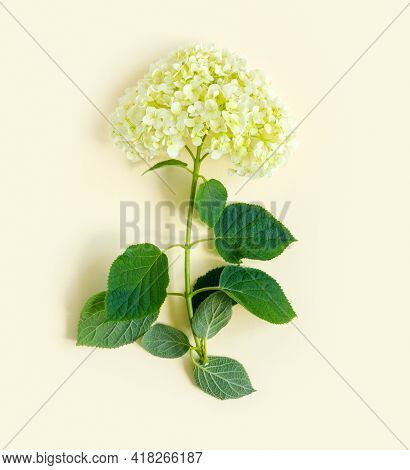 Greeting Card With White Tender Hydrangea For Mother's Day. 
Spring Flowers Concept. Flat Lay Creati