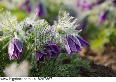 Dream-grass One Of The Most Beautiful Flower. Pulsatilla Blooms The Spring In The Forest Or Park On 