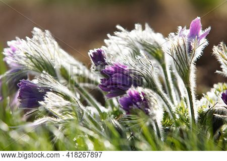 Dream-grass one of the most beautiful flower. Pulsatilla blooms the spring in the forest or park on 