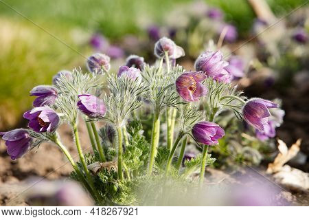 Dream-grass One Of The Most Beautiful Flower. Pulsatilla Blooms The Spring In The Forest Or Park On 