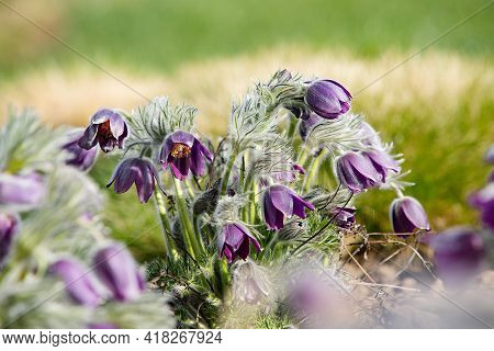 Dream-grass one of the most beautiful flower. Pulsatilla blooms the spring in the forest or park on 