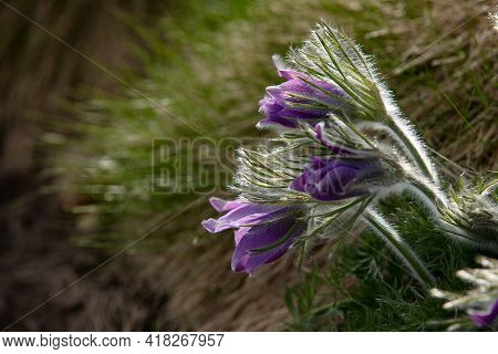 Dream-grass one of the most beautiful flower. Pulsatilla blooms the spring in the forest or park on 
