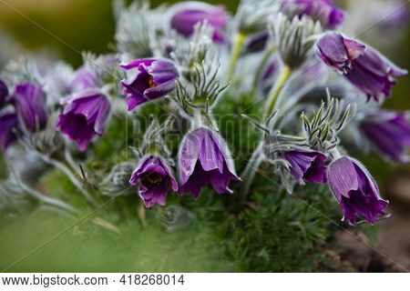 Dream-grass One Of The Most Beautiful Flower. Pulsatilla Blooms The Spring In The Forest Or Park On 