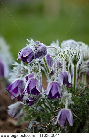 Dream-grass one of the most beautiful flower. Pulsatilla blooms the spring in the forest or park on 