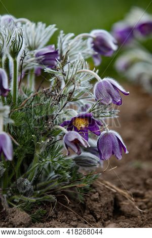Dream-grass One Of The Most Beautiful Flower. Pulsatilla Blooms The Spring In The Forest Or Park On 