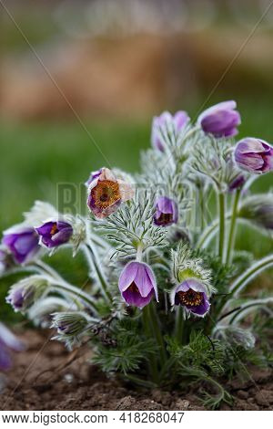 Dream-grass one of the most beautiful flower. Pulsatilla blooms the spring in the forest or park on 