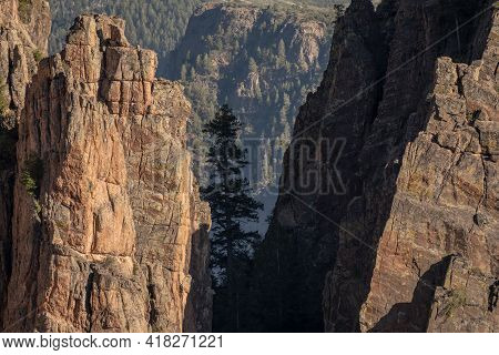 Pine Tree Grows Between A Rock And A Hard Place In Black Canyon Of The Gunnison