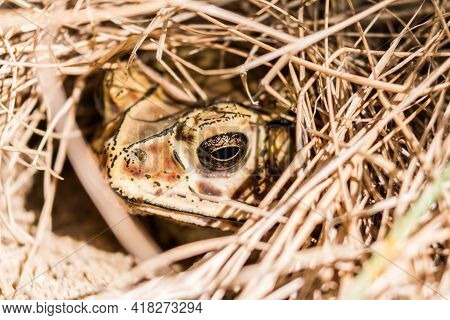 Close Up Of A Brown Frog In The Dry Hay