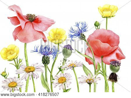 Watercolor Drawing Field Flowers And Plants, Floral Background, Hand Drawn Illustration