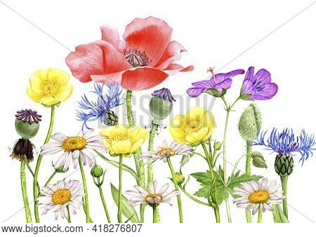 Watercolor Drawing Field Flowers And Plants, Floral Background, Hand Drawn Illustration