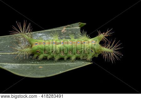 Close Up Of Beautiful Green Stinging Nettle Slug Caterpillar On Green Leaves