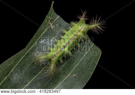 Close Up Of Beautiful Green Stinging Nettle Slug Caterpillar On Green Leaves