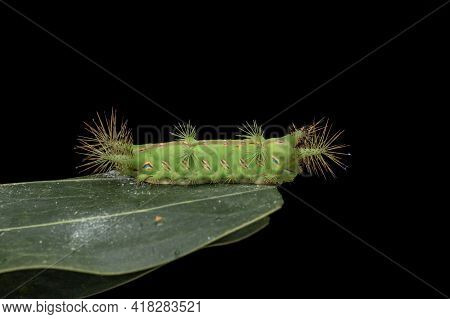 Close Up Of Beautiful Green Stinging Nettle Slug Caterpillar On Green Leaves