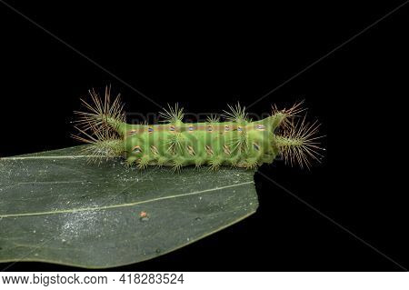 Close Up Of Beautiful Green Stinging Nettle Slug Caterpillar On Green Leaves