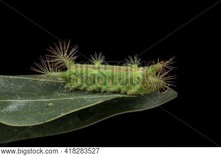 Close Up Of Beautiful Green Stinging Nettle Slug Caterpillar On Green Leaves