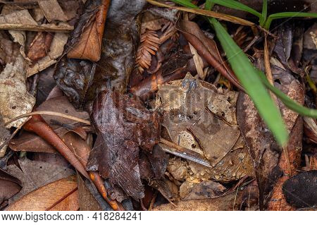 Macro Image Of A Huge Horned Frog From Borneo - Megophrys Kobayashii