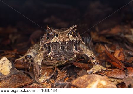Macro Image Of A Huge Horned Frog From Borneo - Megophrys Kobayashii