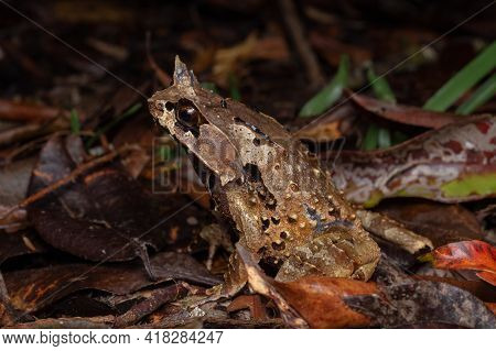 Macro Image Of A Huge Horned Frog From Borneo - Megophrys Kobayashii