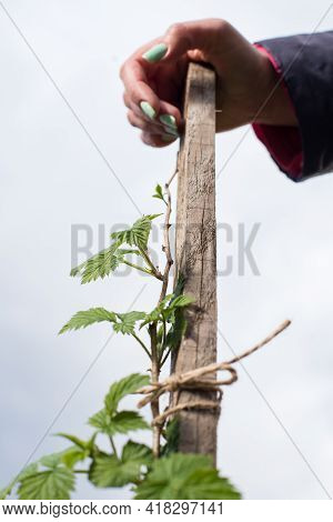Female Hand Garten Young Branch Of Raspberry To The Trellis With Twine.