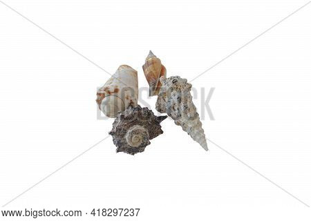 Seashells Isolated On White Background. Beach Vacation Concept.