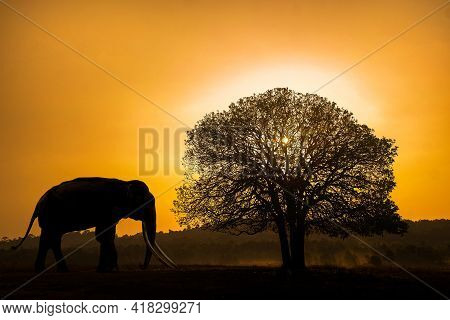 Black Elephant Silhouette On Sunset Background At Phu Khieo National Park, Chaiyaphum Province, Thai
