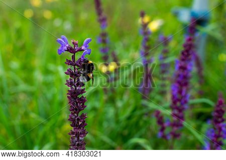 Close-up Of A Buff-tailed Bumblebee Feeding On The Purple Flowers Of A Meadow Sage Plant.