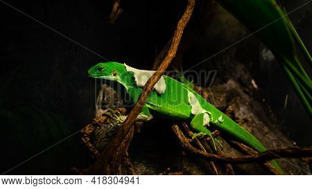 Close Up Of A Female Fiji Banded Iguana