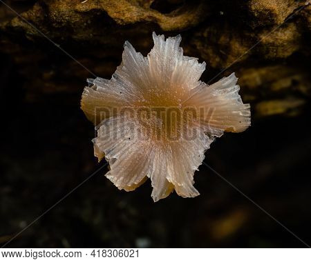 Close Up Of A Tiny Creamy White Semi Translucent Fungus