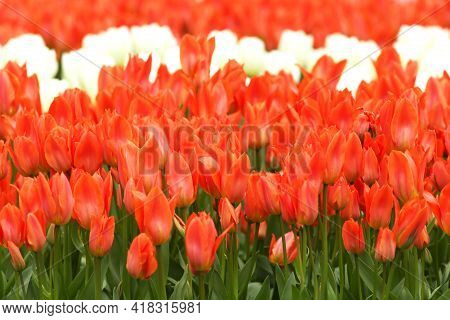 Pretty Red Tulip Flower Field Background Image Suitable For Spring Flower Background, Greeting Card,