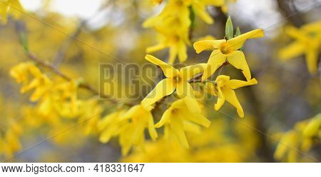 Blooming Forsythia Intermedia In Spring Season, Close Up Of Blooming Forsythia Intermedia Branches.