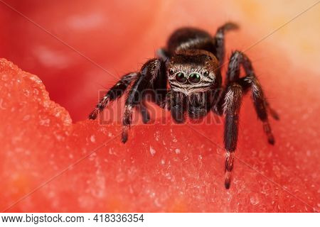 Jumping Spider On The Tomato, Like In A Beautiful Red Scene