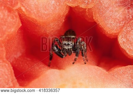 Jumping Spider Inside The Tomato, Resembling A Beautiful Red Scene