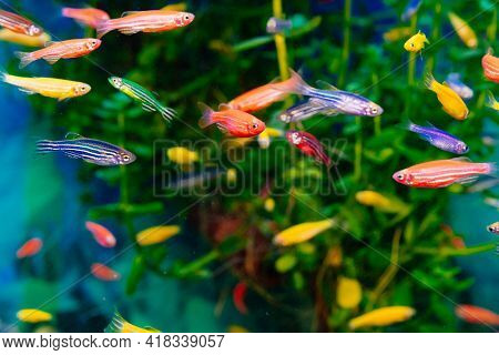 Danio Small, Fast Fish With Unusual Colors.