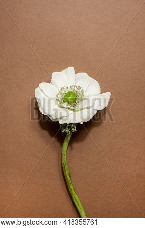 White Anemone Flower Isolated On A Brown Neitral Background Macro View
