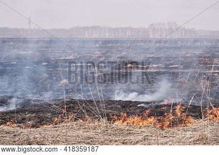 In The Spring, Dry Grass Burns On The Field. Grassroots Natural Fire.