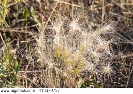 Group Of White Hordeum Murinum Or Wall Barley Heads Is On A Beautiful Blurred Green Background In Fi