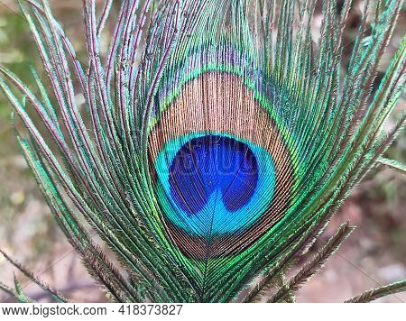 A Peacock Feathers Are Very Beautiful Background
